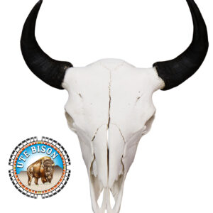 European Mount Bison Skull