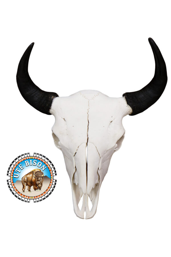 European Mount Bison Skull