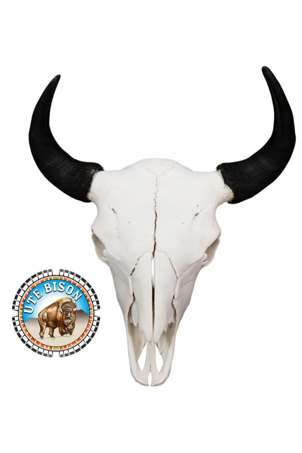 European Mount Bison Skull